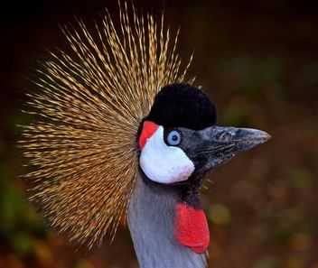 Crane portrait in a park - Kostenloses image #330361